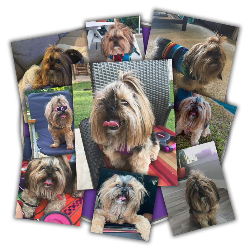 Pippa Uploads